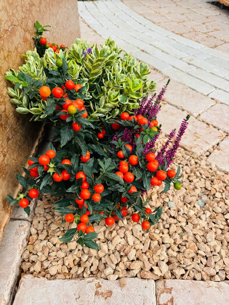 Marble chips, grave stones, chips, pebbles, pearl - Image 4