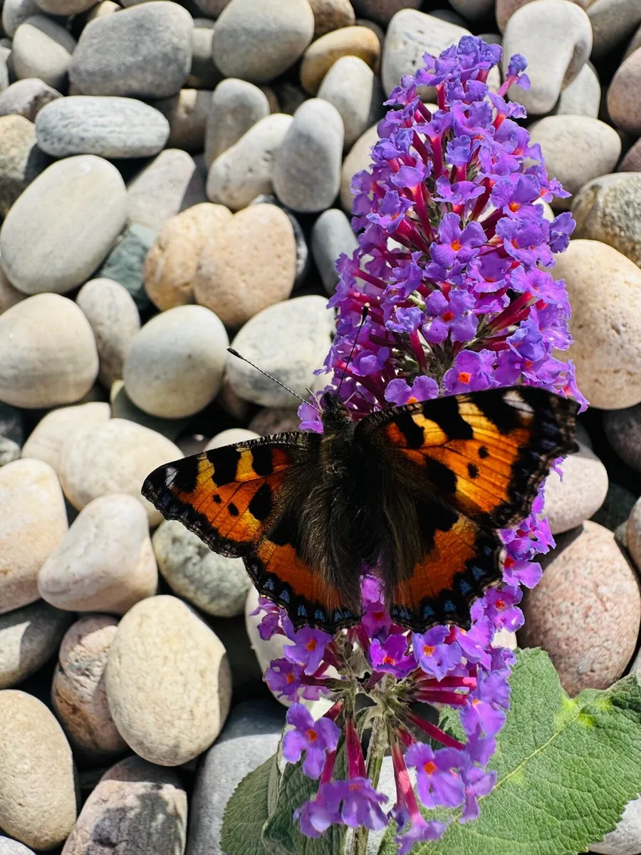 Marble chips, gravestones, chips, pebbles, pearl - Image 4