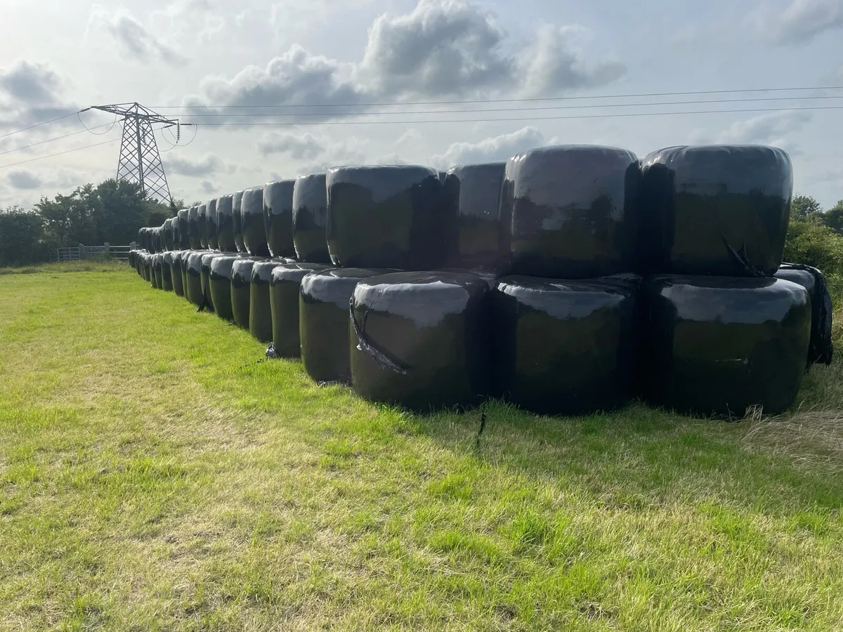 175 Bales top quality silage - Image 1