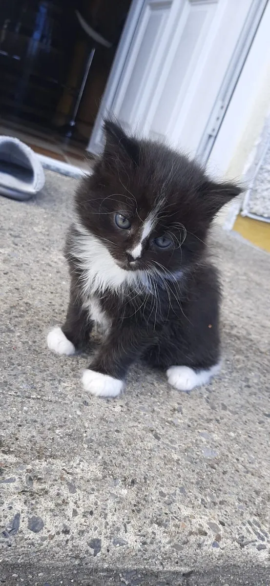 Snow kittens - Image 4