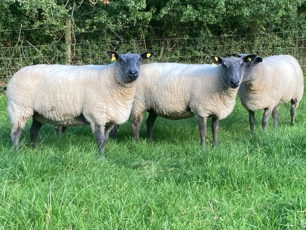 Pedigree Hoggets - Image 1