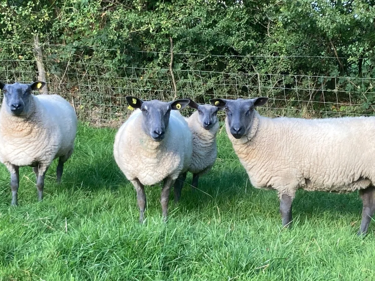 Pedigree Hoggets - Image 2