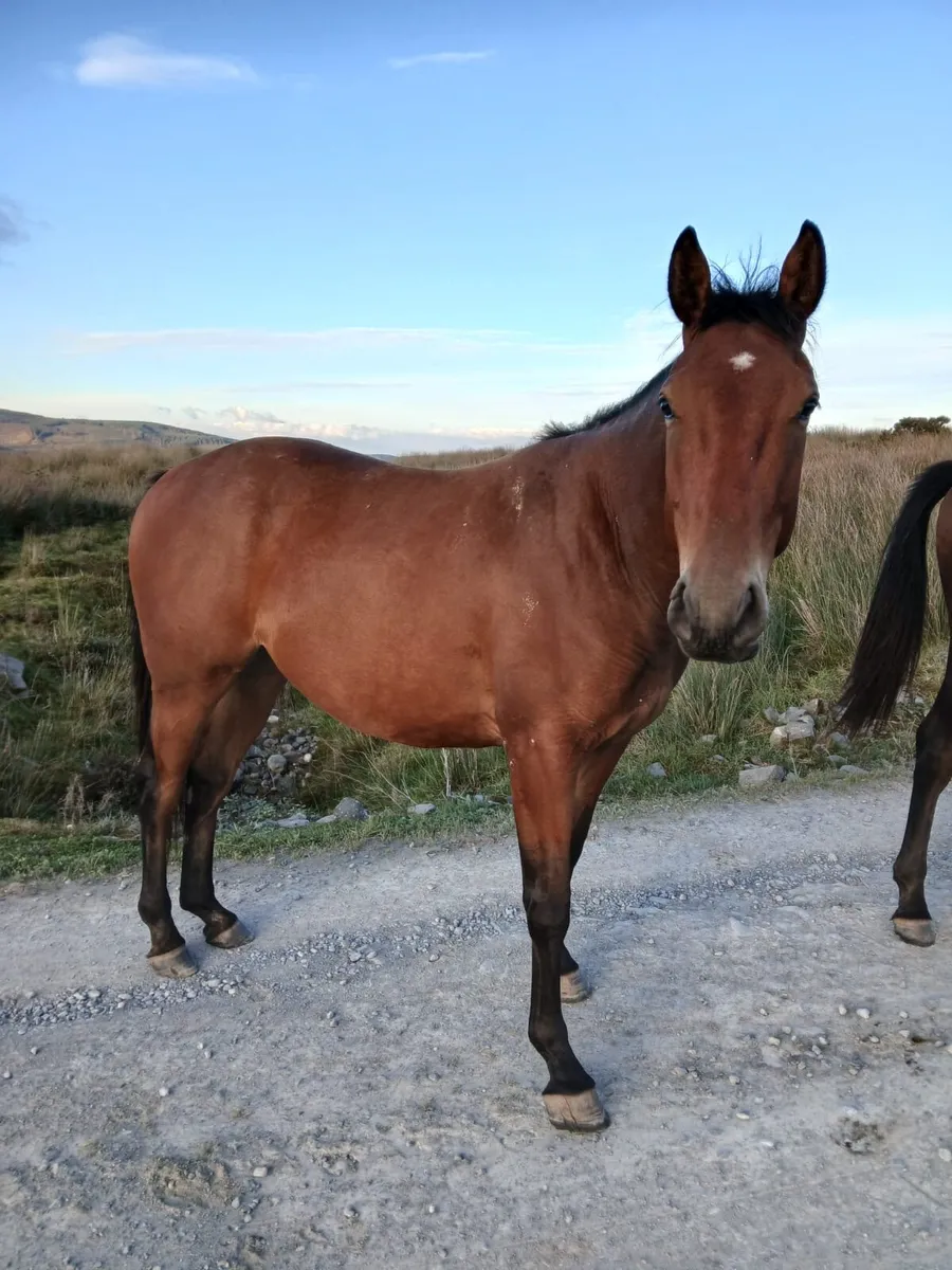 Coming 4 year  old gelding - Image 1