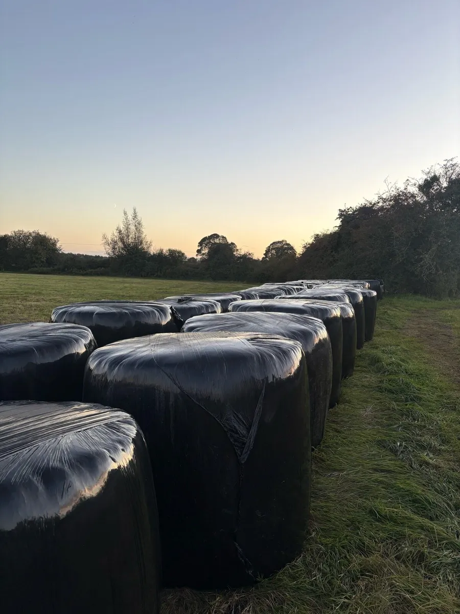 Silage Bales - Image 4