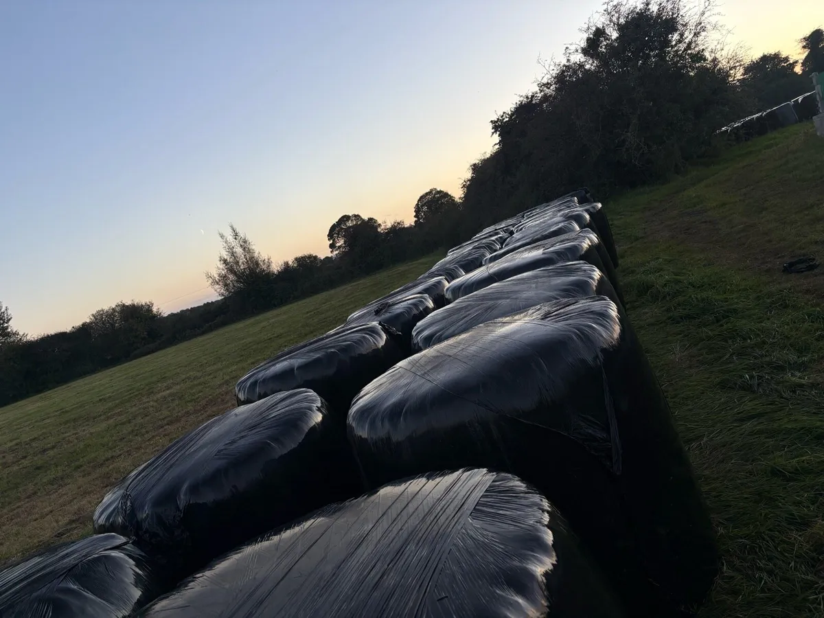 Silage Bales - Image 2