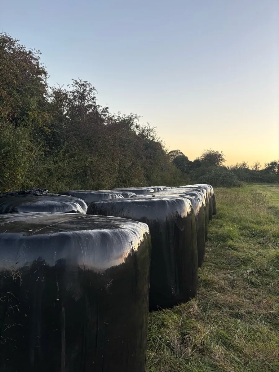 Silage Bales - Image 3