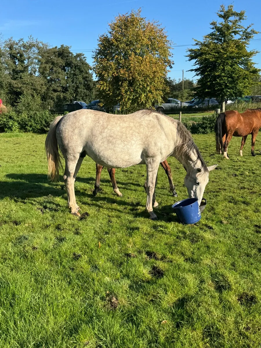 Mare by clover echo - Image 1