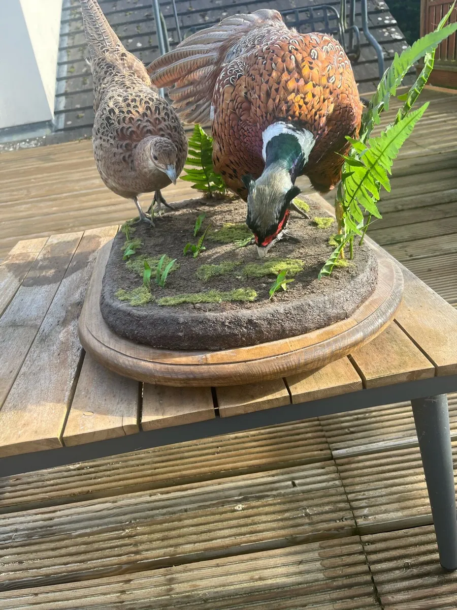 Taxidermy - Image 3