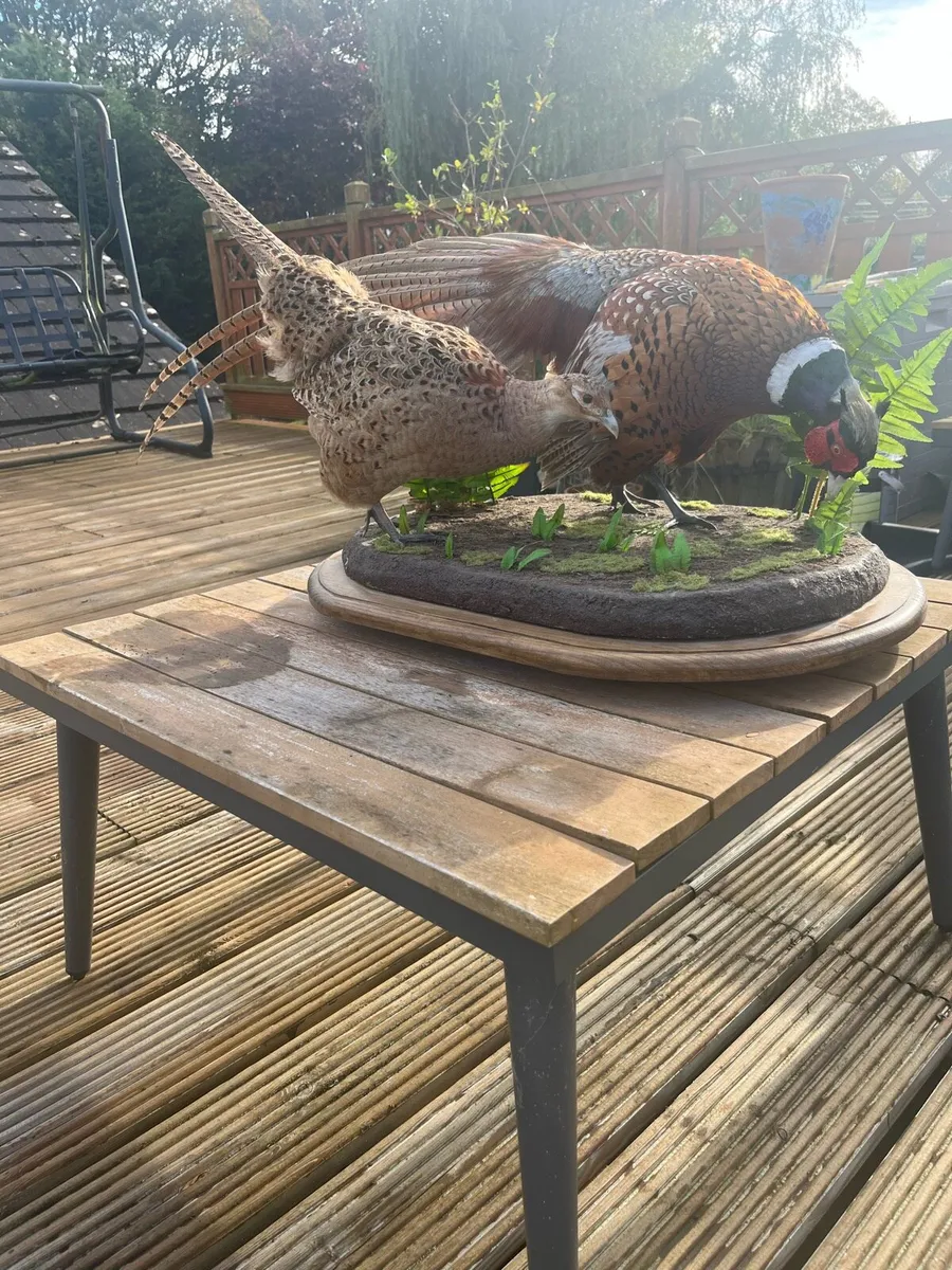 Taxidermy - Image 4