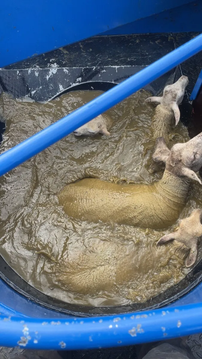 Sheep tub dipping - Image 2