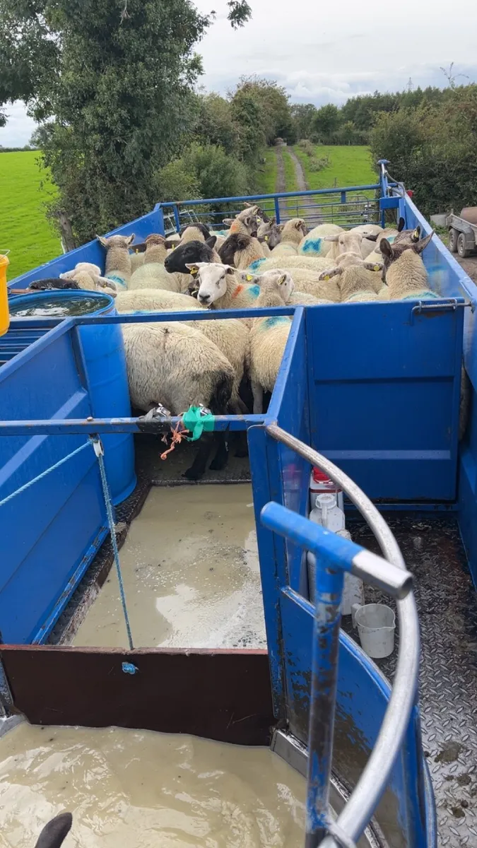 Sheep tub dipping - Image 3