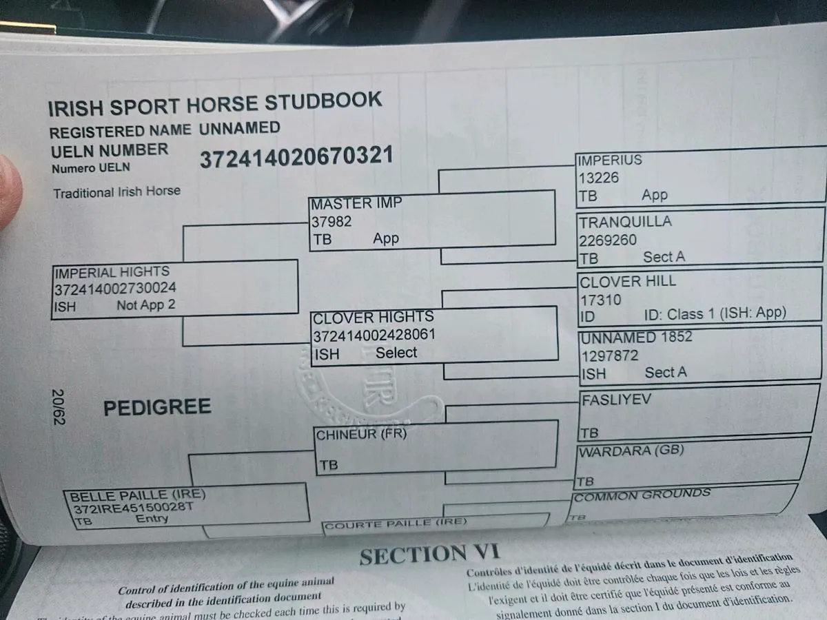 Imperial heights mare - Image 2