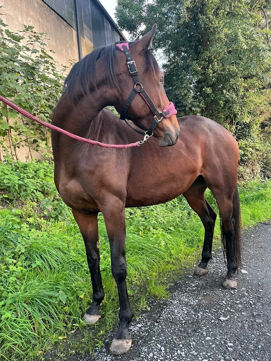 Imperial heights mare - Image 4