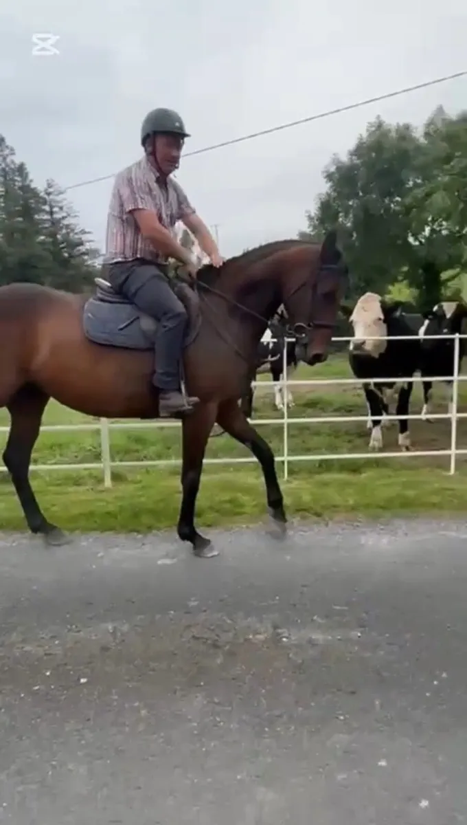 Imperial heights mare - Image 1