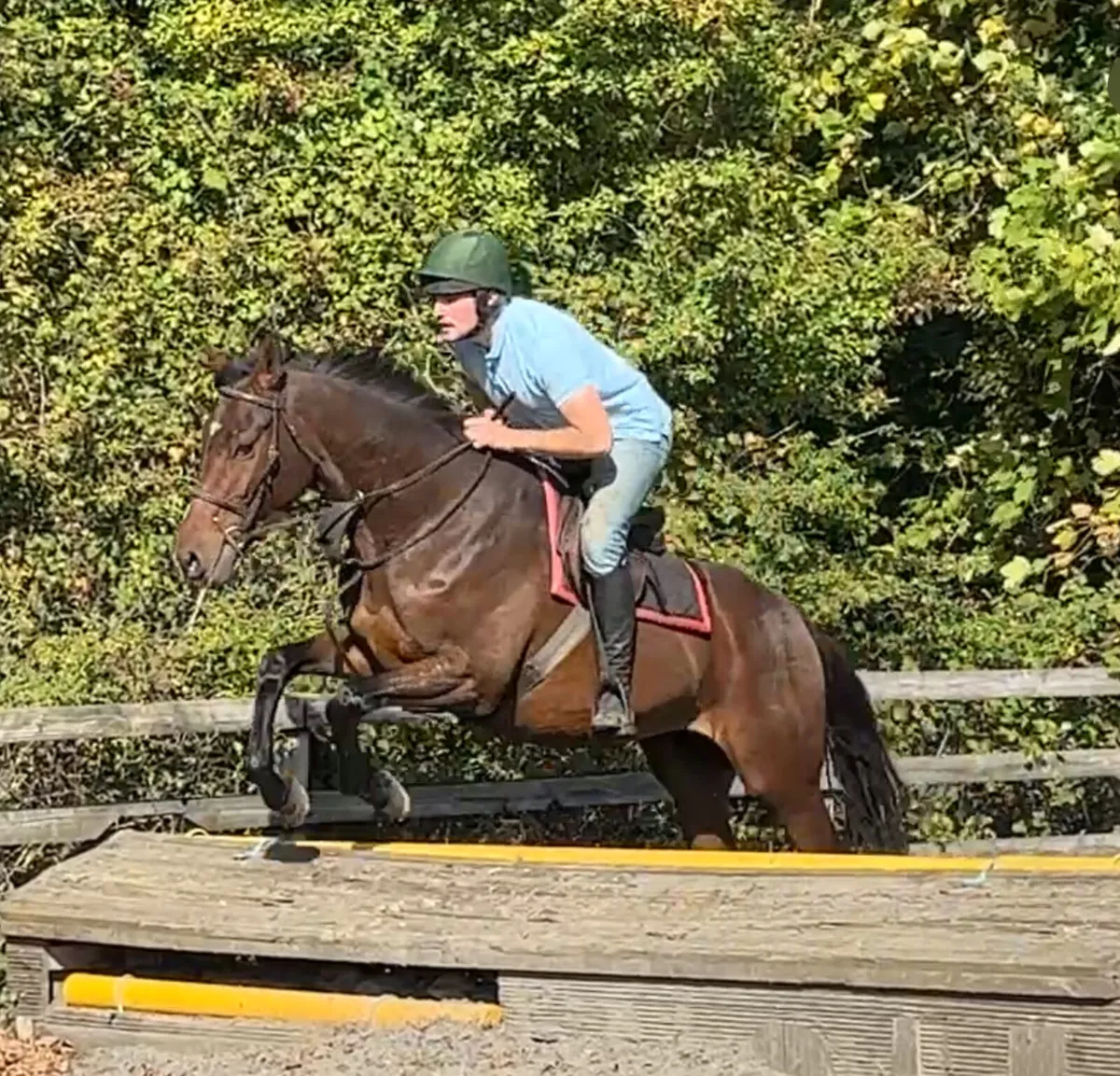 Thoroughbreds wanted - Image 1