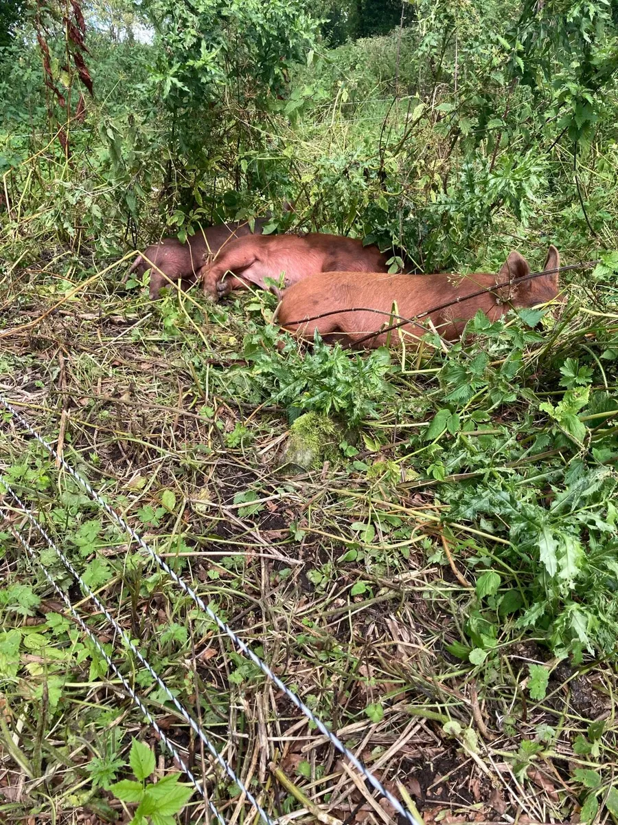 Free range Duroc Pig Meat (xmas hams & meat boxes) - Image 2