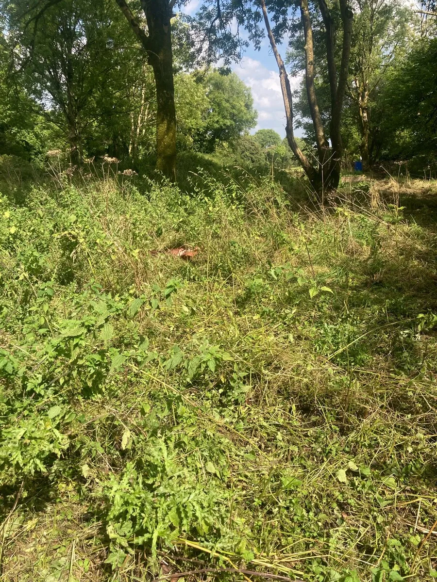 Free range Duroc Pig Meat (xmas hams & meat boxes) - Image 4