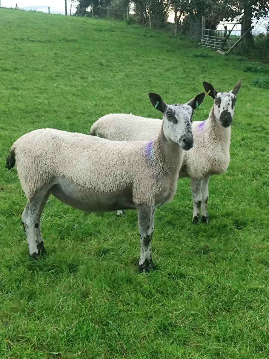 Pedigree Blue Leicester Hoggets - Image 2