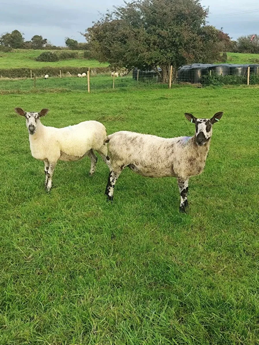 Pedigree Blue Leicester Hoggets - Image 1