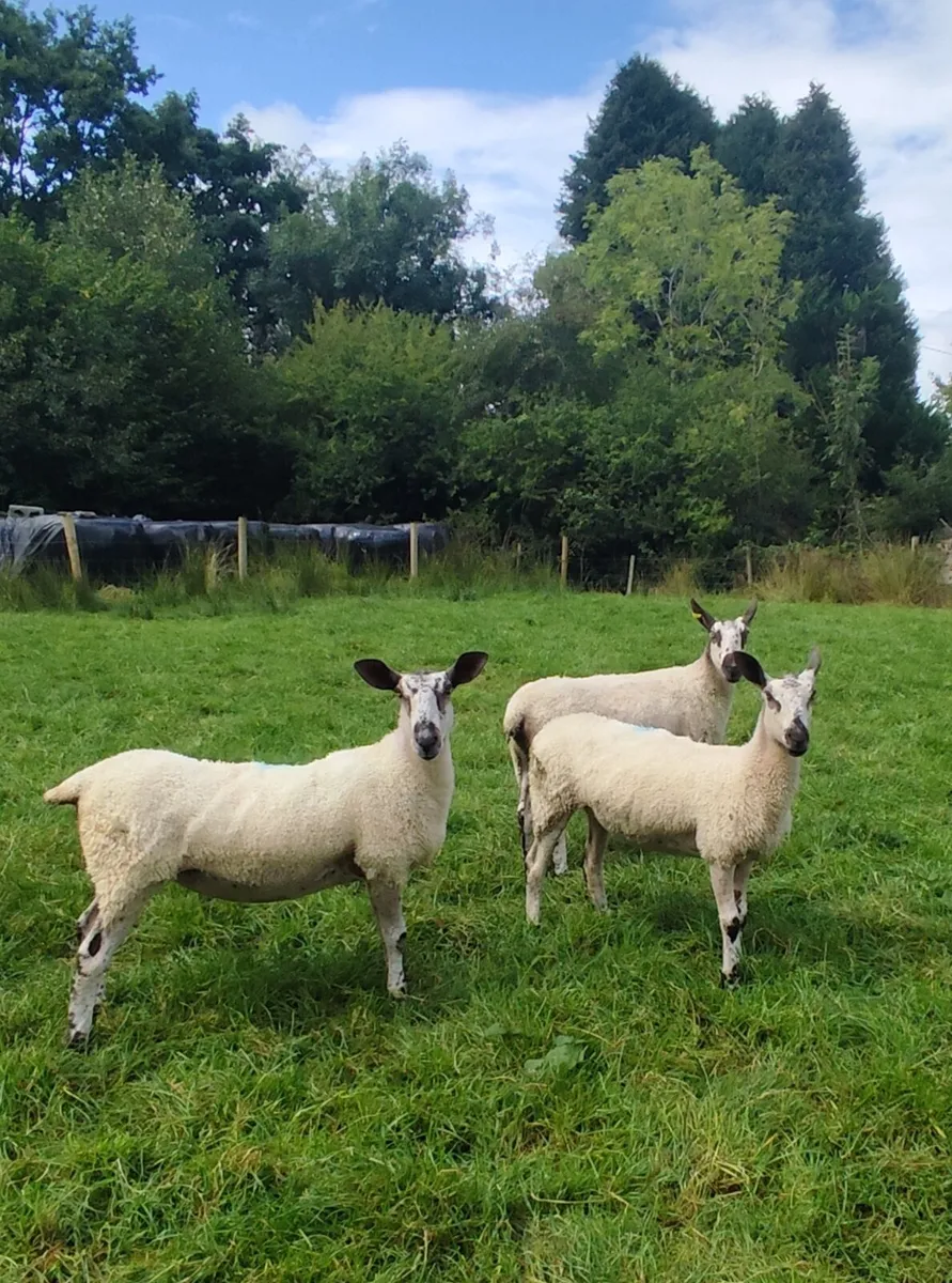 Pedigree Blue Leicester Hoggets - Image 4