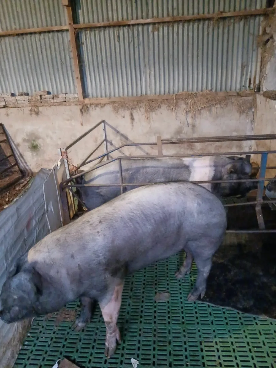 PIGS - Image 1