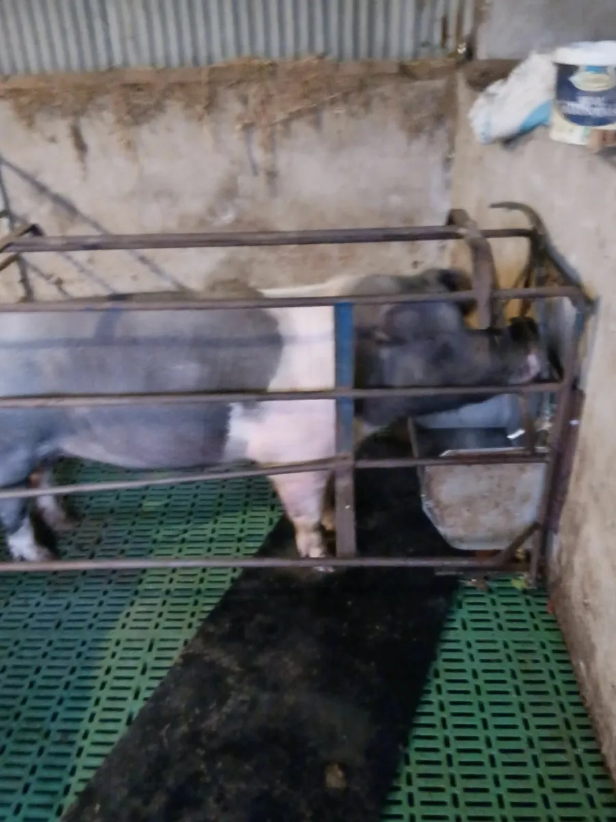 PIGS - Image 2