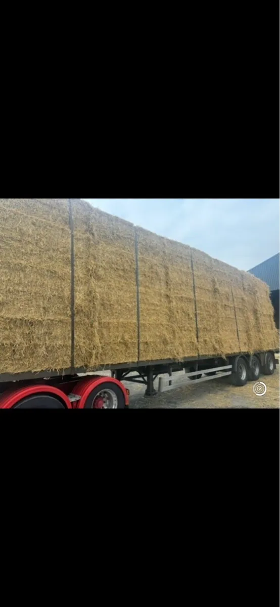 Golden Barley straw - Image 3