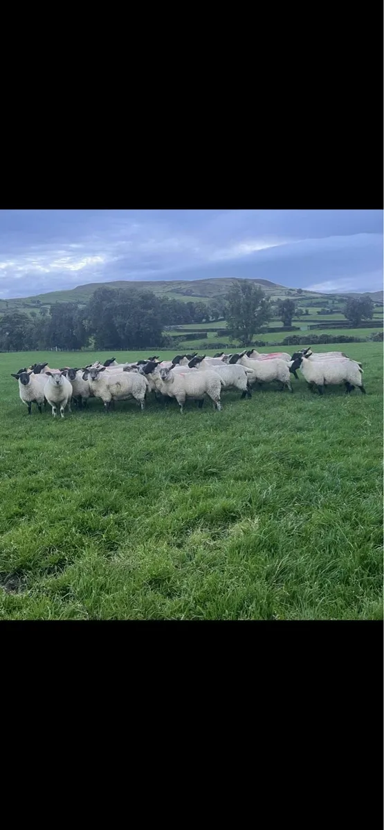 Suffolk ewe lambs - Image 1