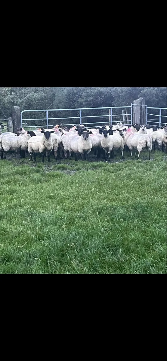 Suffolk ewe lambs - Image 4