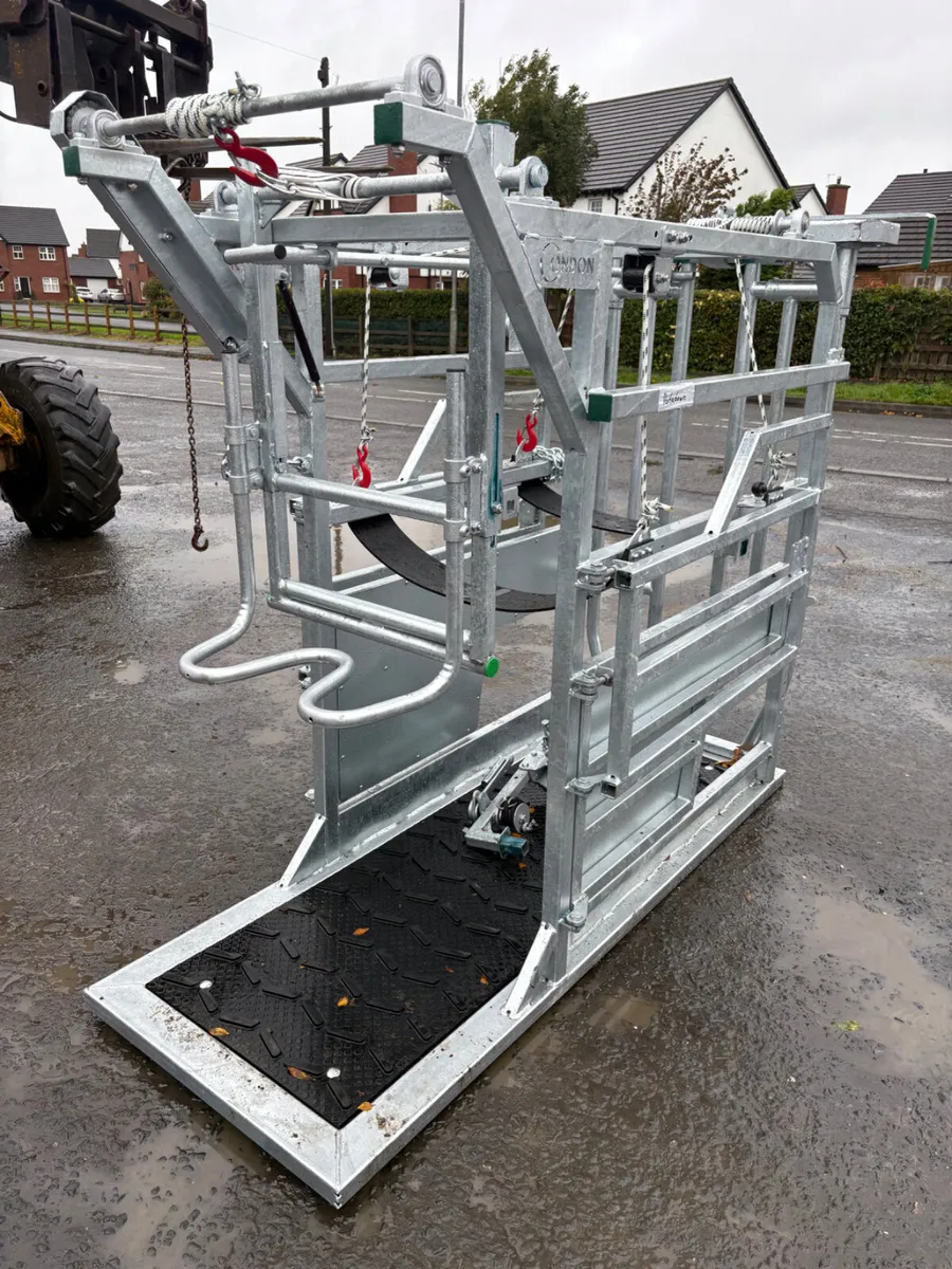 New Condon hoof pairing crush - Image 2