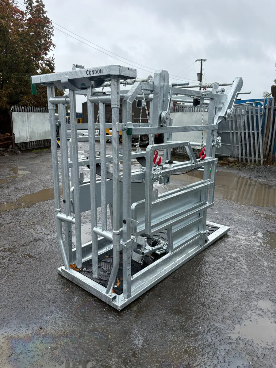 New Condon hoof pairing crush - Image 1