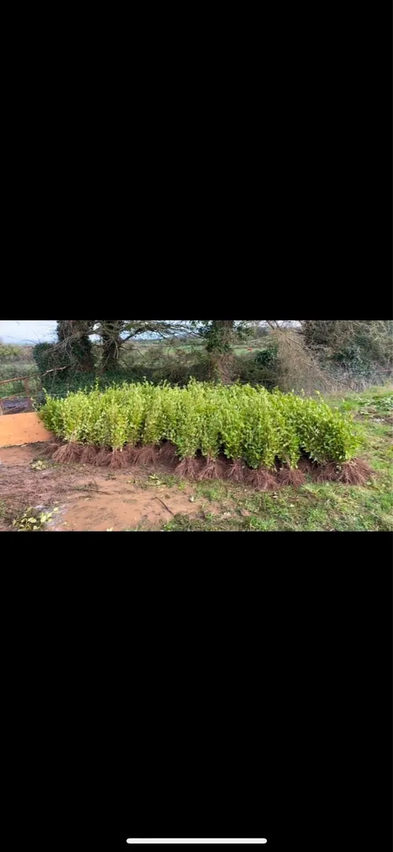 Bareroot Griselina Hedging - Image 2
