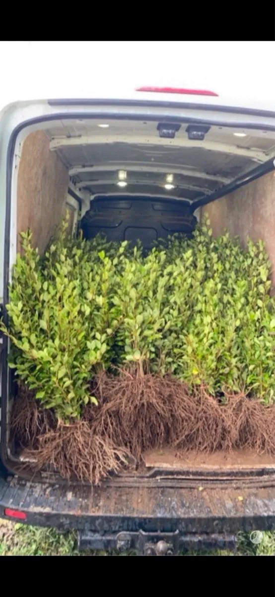 Bareroot Griselina Hedging - Image 3