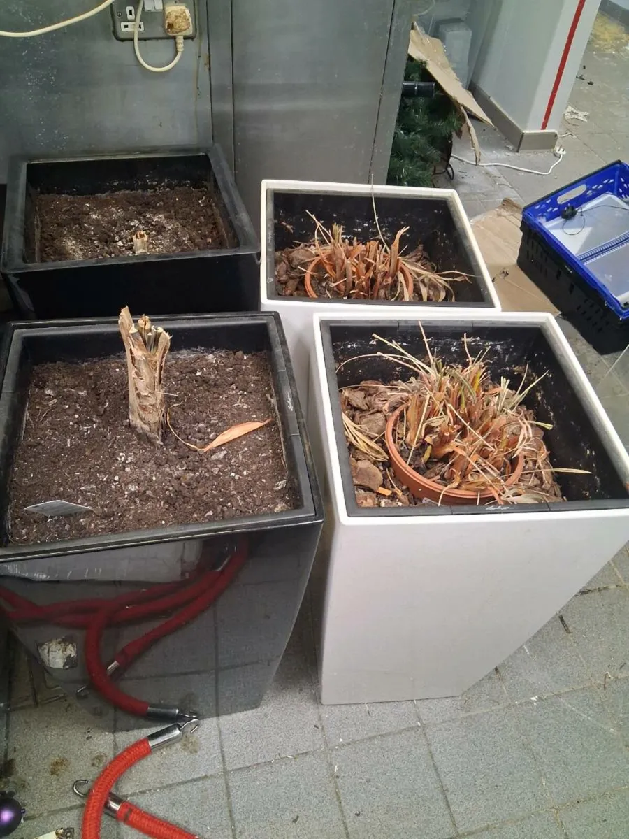 Plant pots - Image 1