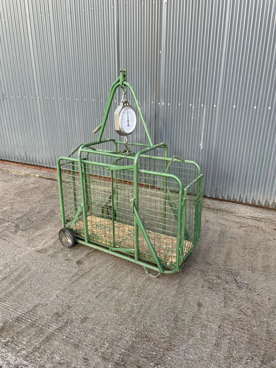 Sheep Scales - Image 1