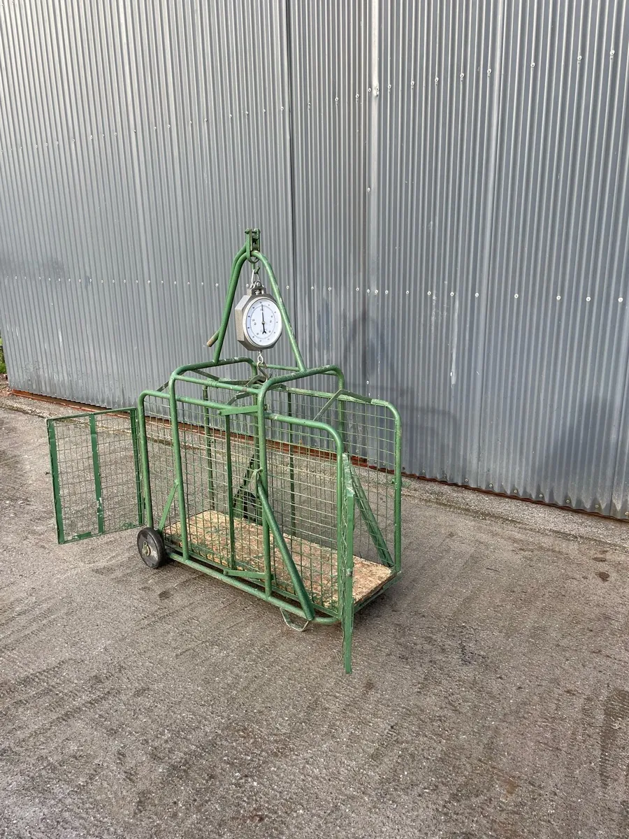 Sheep Scales - Image 2