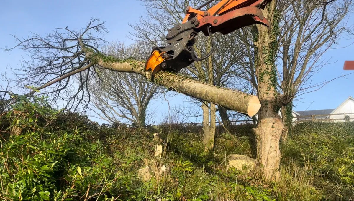 Tree shearing and chipping - Image 3