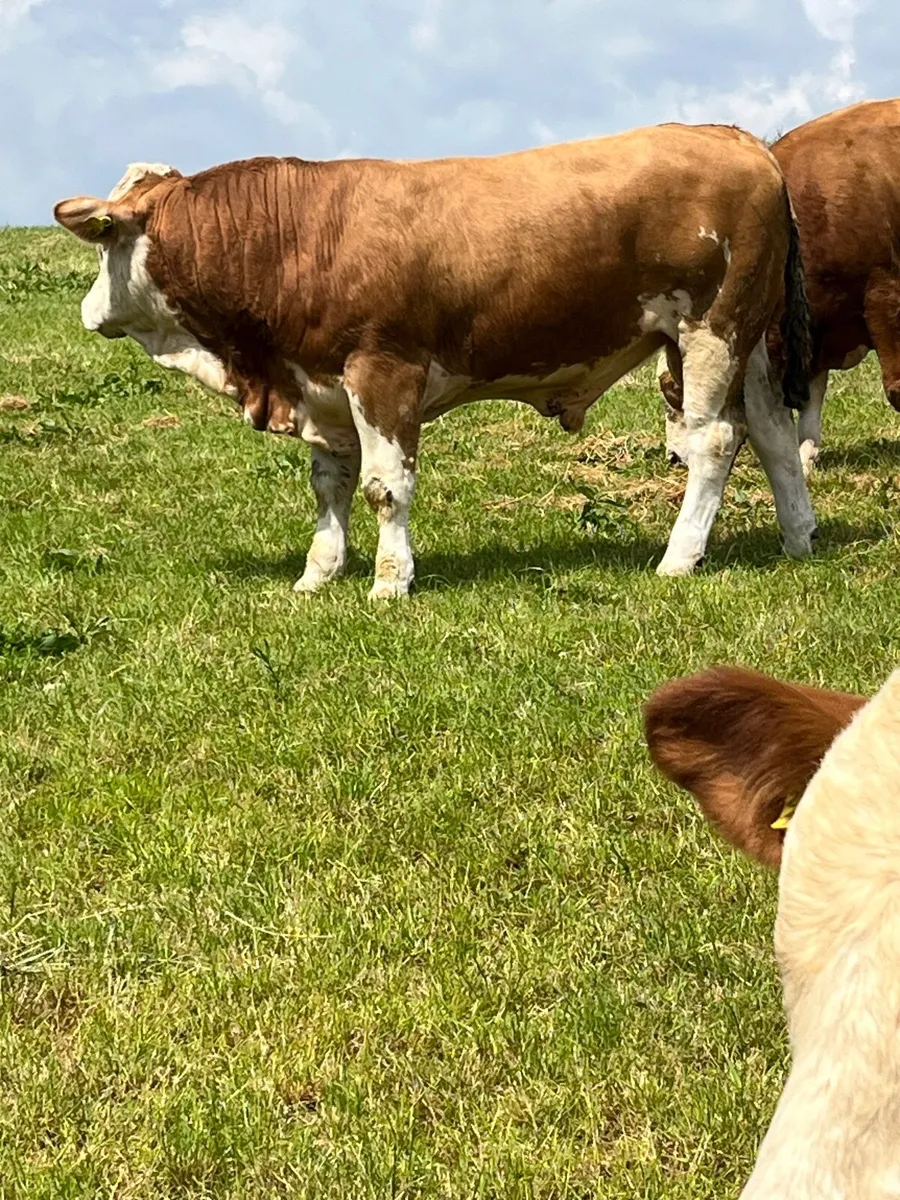 Fleckvieh Bulls - Image 2