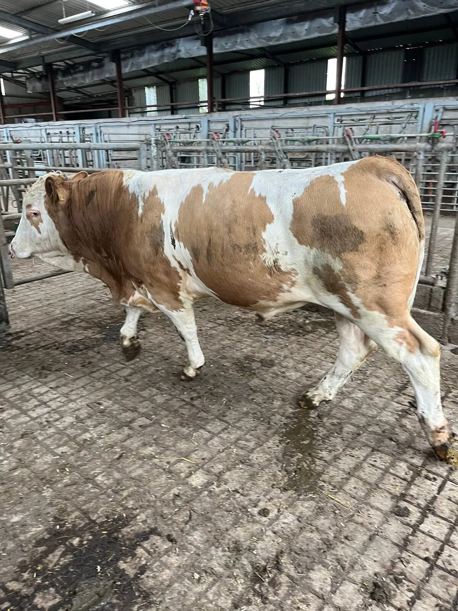 Fleckvieh Bulls - Image 3