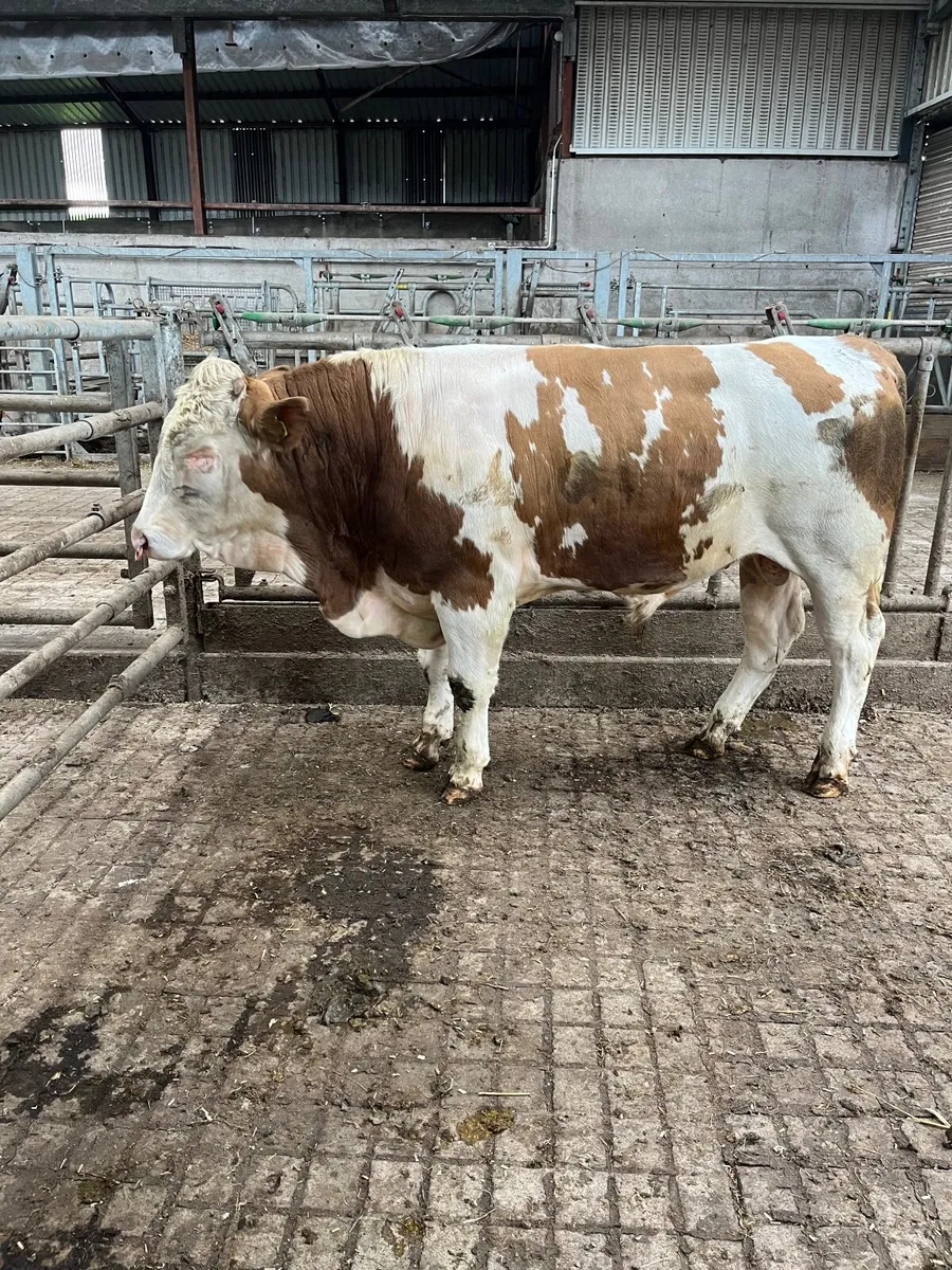 Fleckvieh Bulls - Image 4