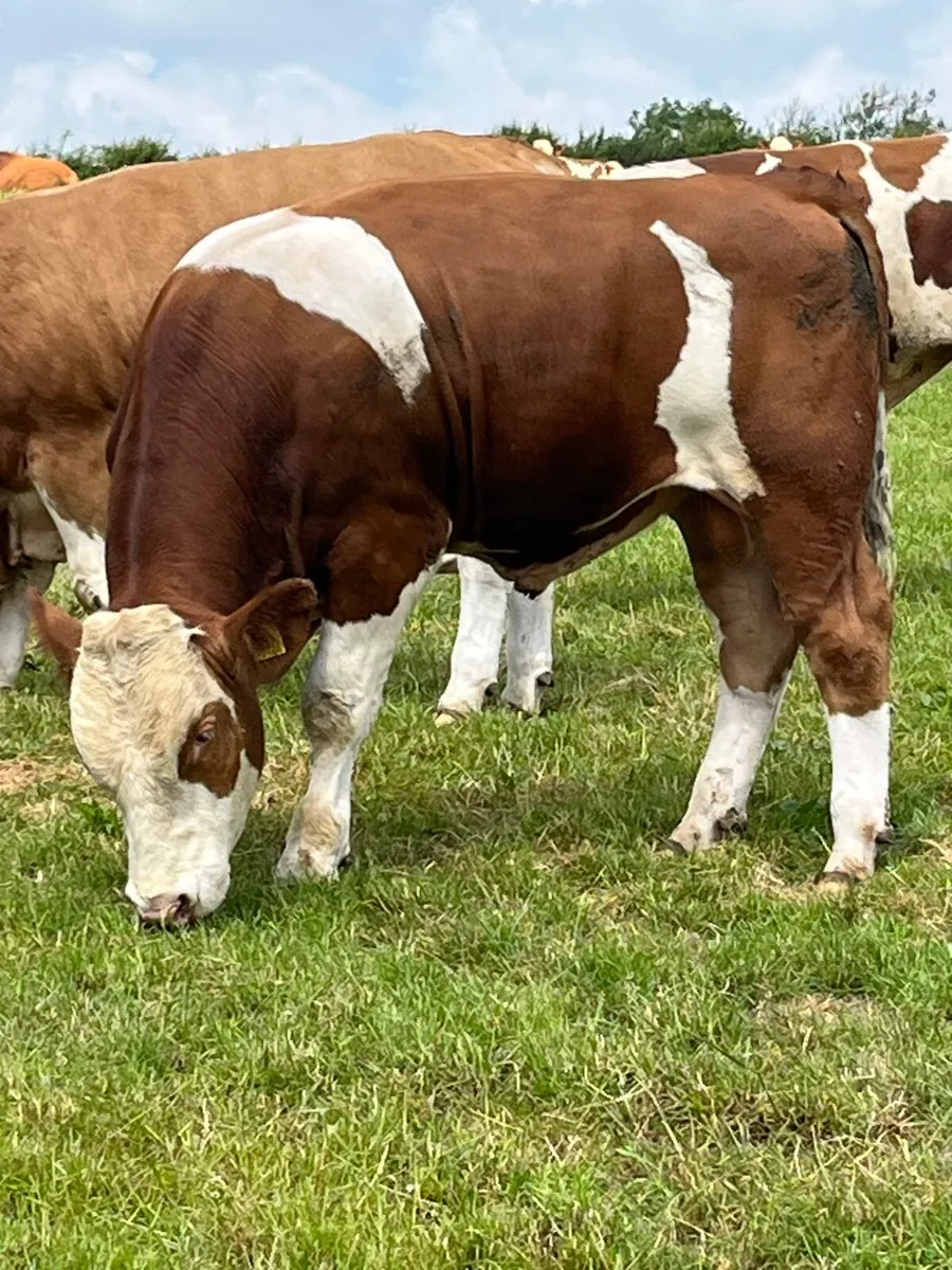 Fleckvieh Bulls - Image 1