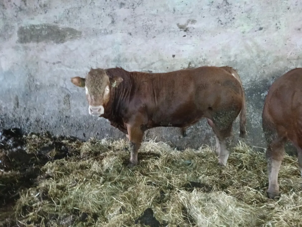 PBR Limousin Bulls - Image 1