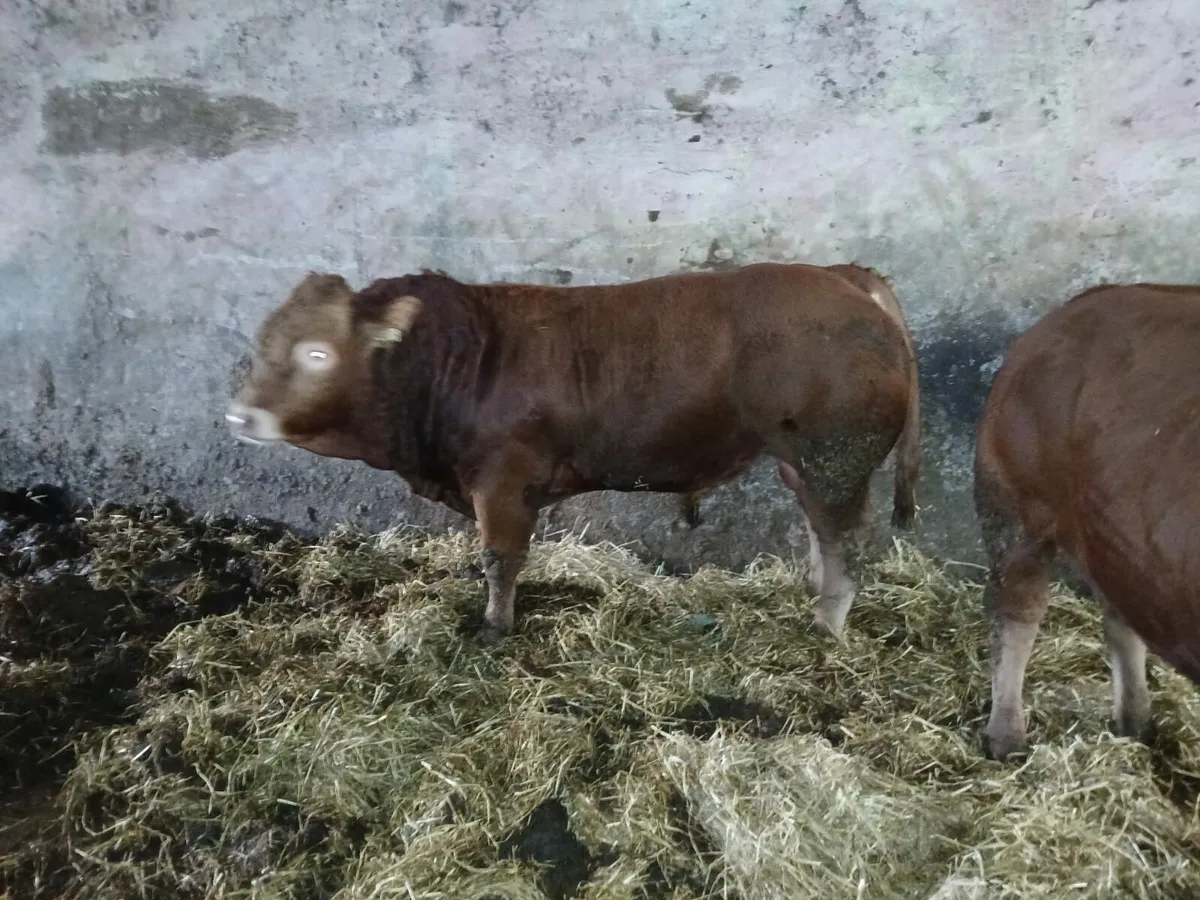 PBR Limousin Bulls - Image 2