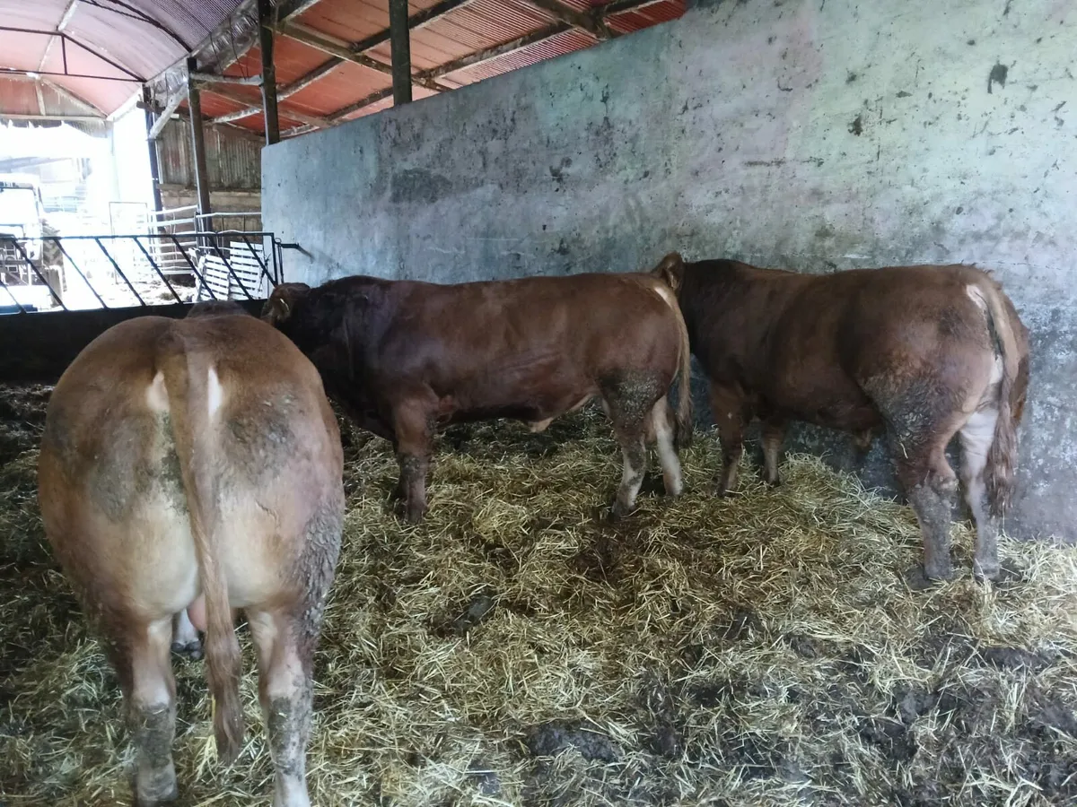 PBR Limousin Bulls - Image 3