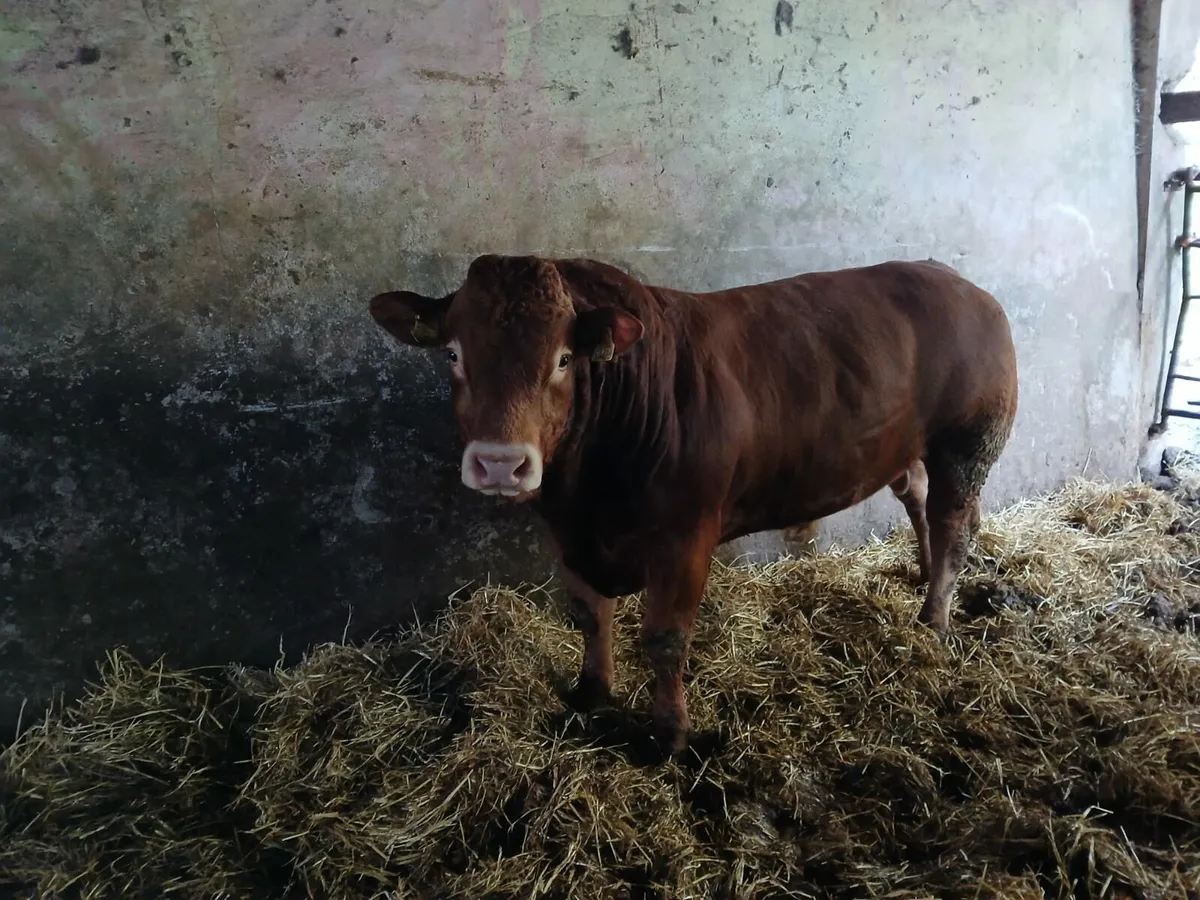 PBR Limousin Bulls - Image 4