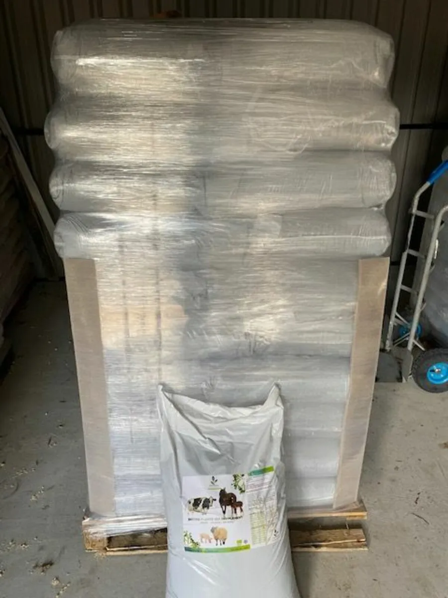 Seaweed for Dairy Cows - Image 4