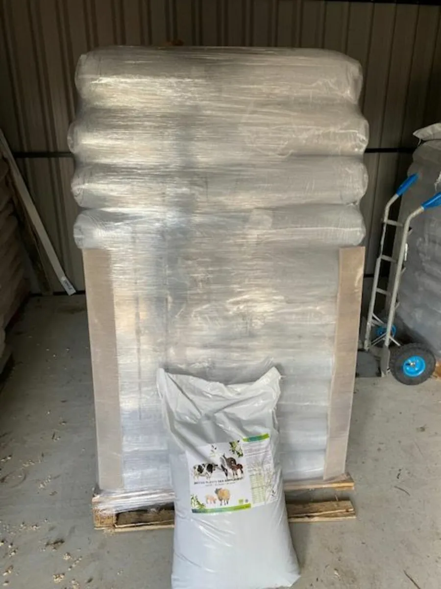 Seaweed for Dairy Cows - Image 2