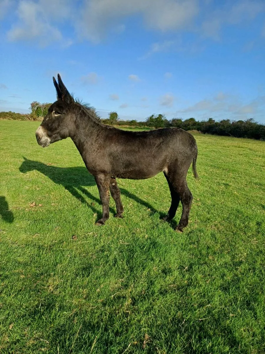 Donkey - Image 1