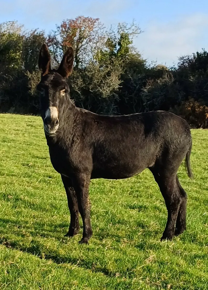 Donkey - Image 2