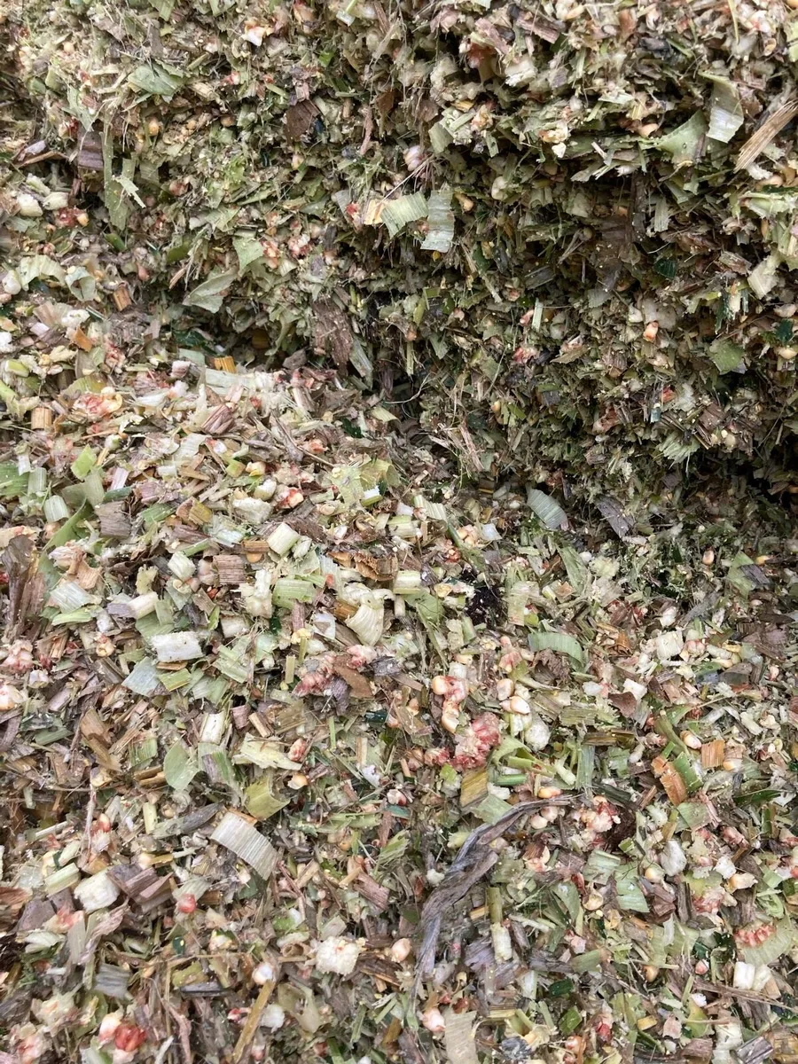 Maize silage for sale - Image 2